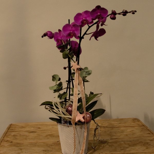 Ausgeschmückte Orchidee Bild 1