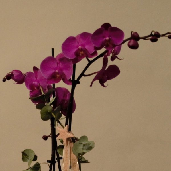 Ausgeschmückte Orchidee Bild 3